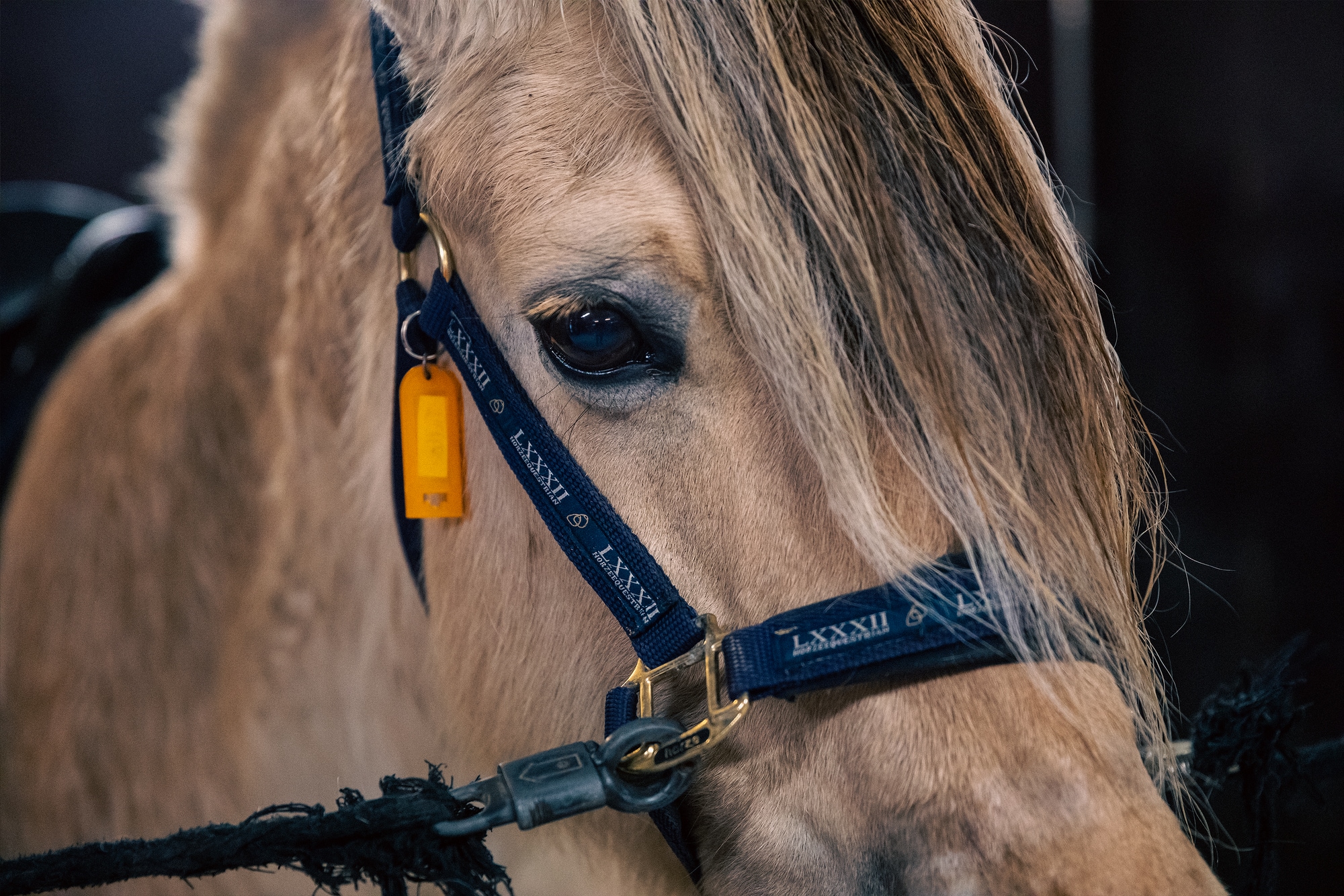 Bilde av en hest. Hesten er av rasen fjording.