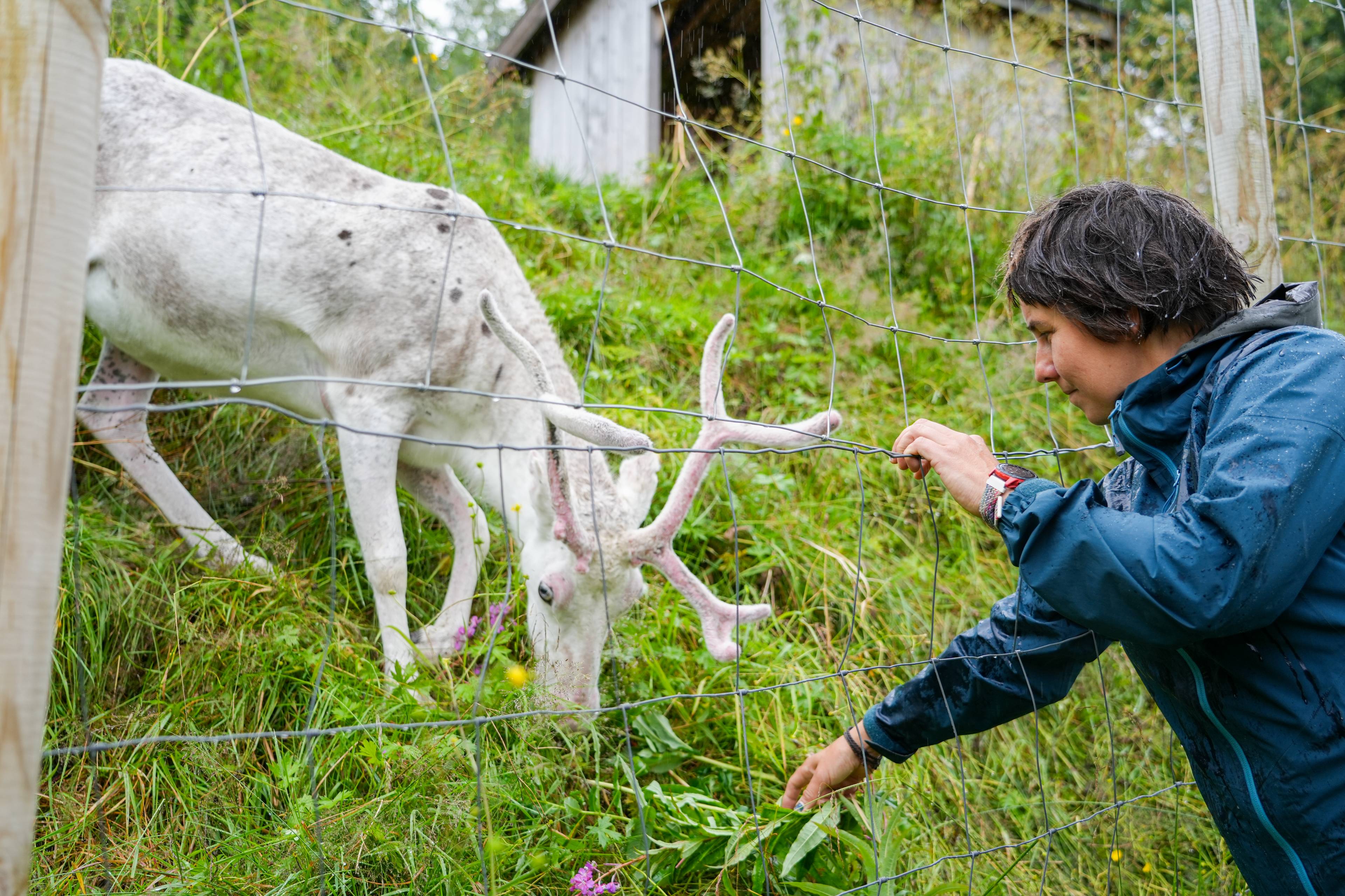 Bilde av en kvinne som mater en hvin rein.