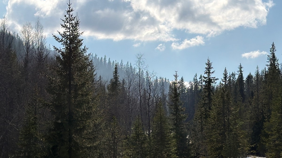 Terrengbrann i Trondheim: – Det er jevn spredning