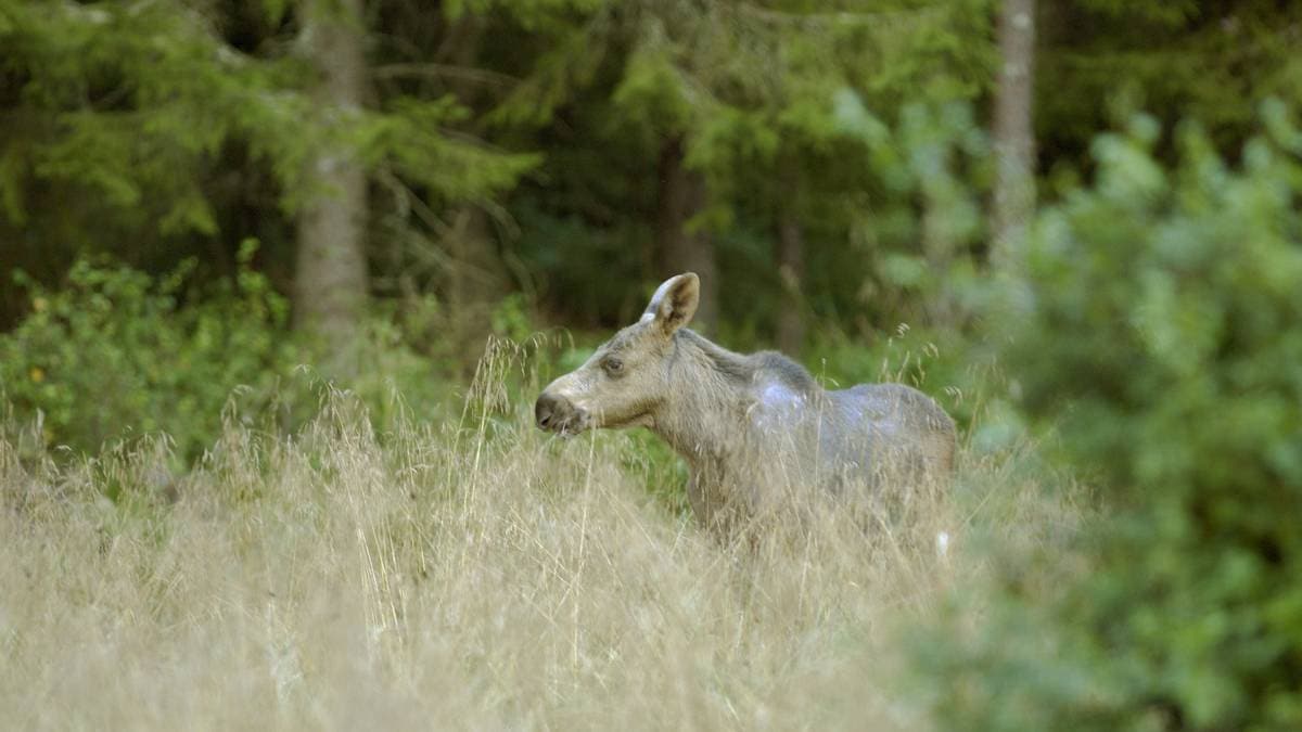 Færre og ofte syke elgkalver