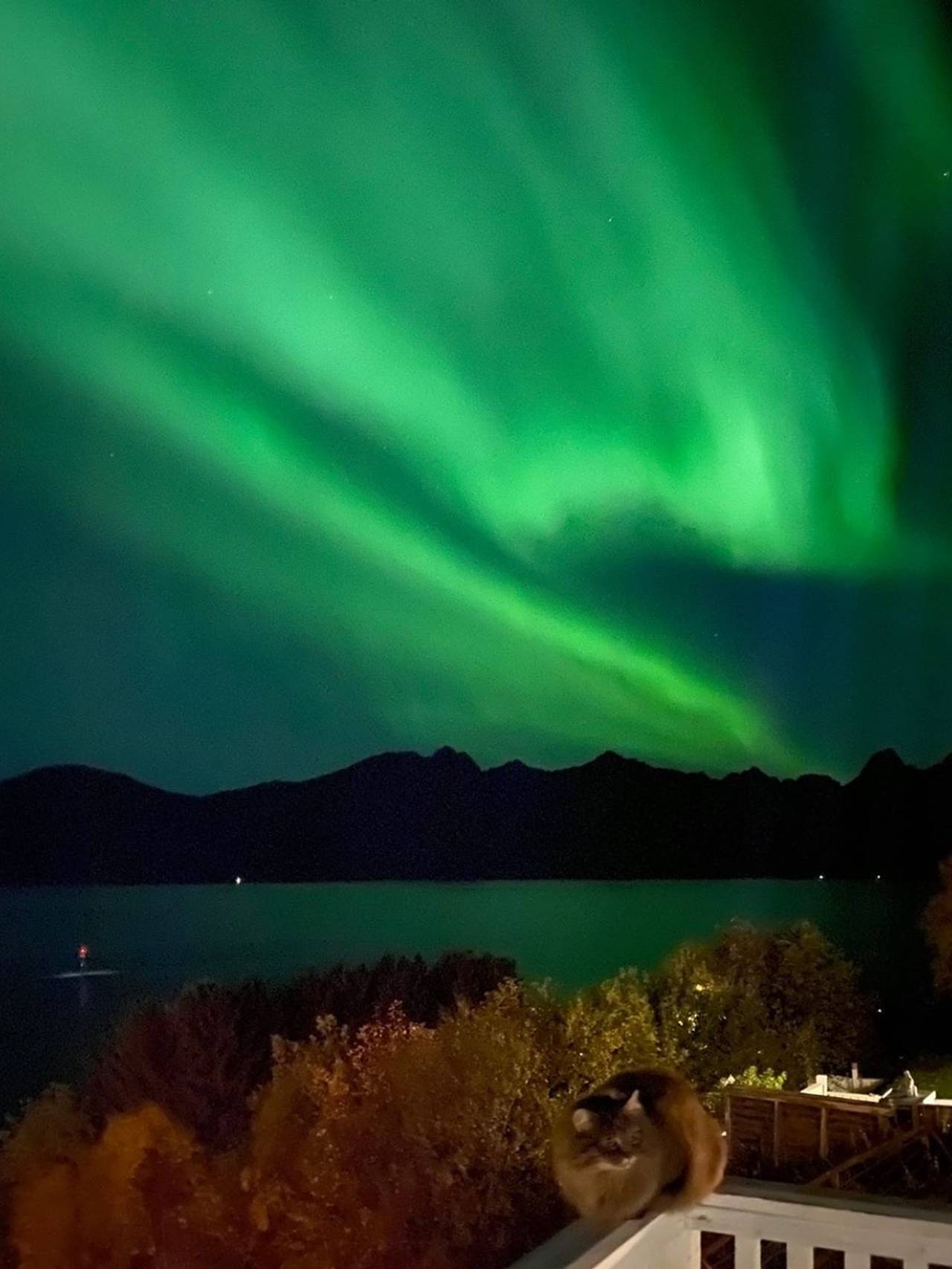 Katt i Nordlys