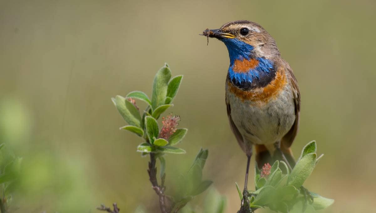 Lyden av vår: Hører du hvilken fugl som synger?