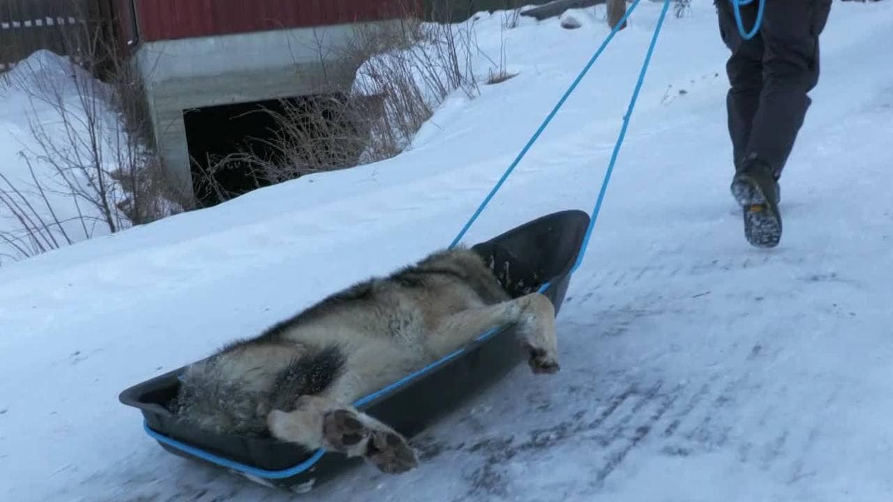 Elgåulven ligger bedøvet på ei båre.
