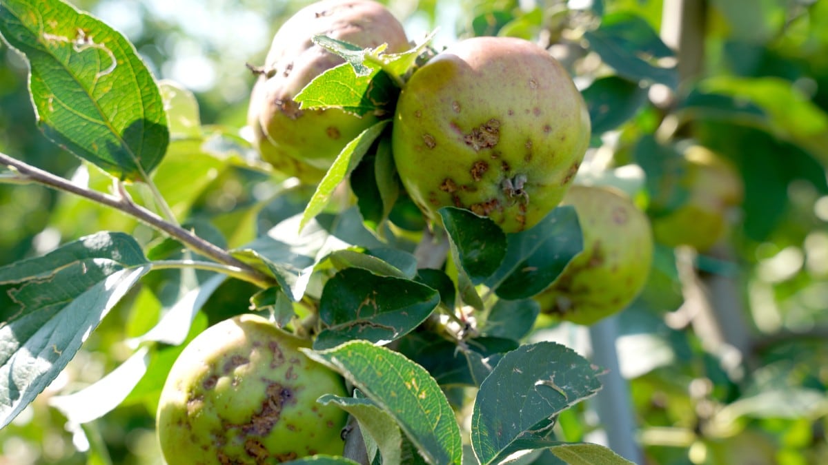 Bønder bombardert av hagl: 10 prosent av norske epler er ødelagt