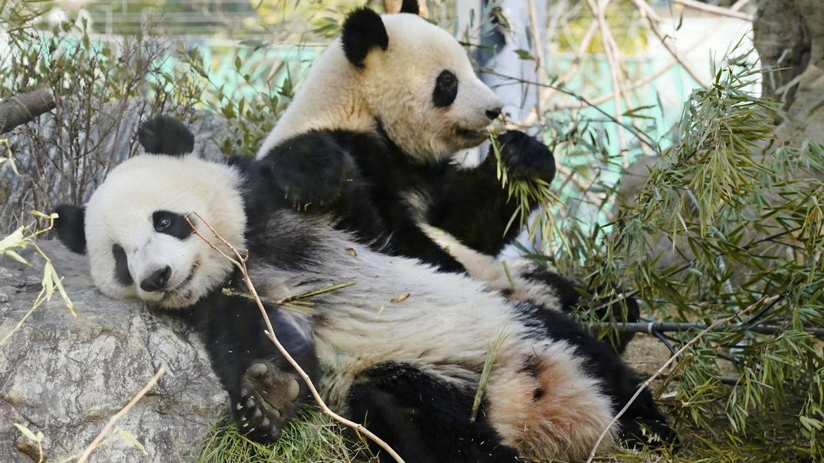 Desse pandaane må tilbake – Japan i diplomatiskvis med Kina