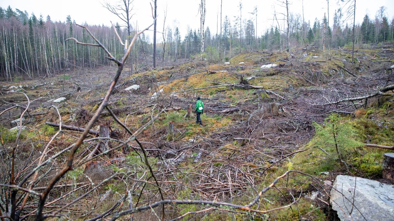 Skog Vinterbro