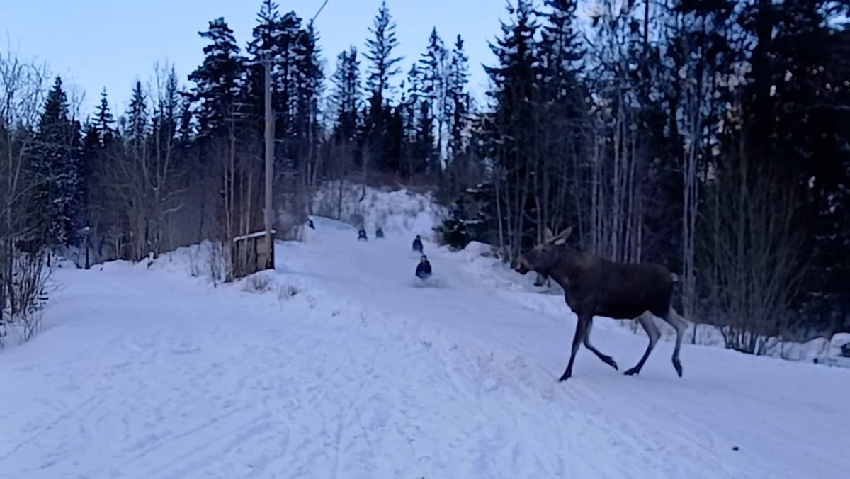Elg-trafikk i akebakken: – Overholdt vikeplikten