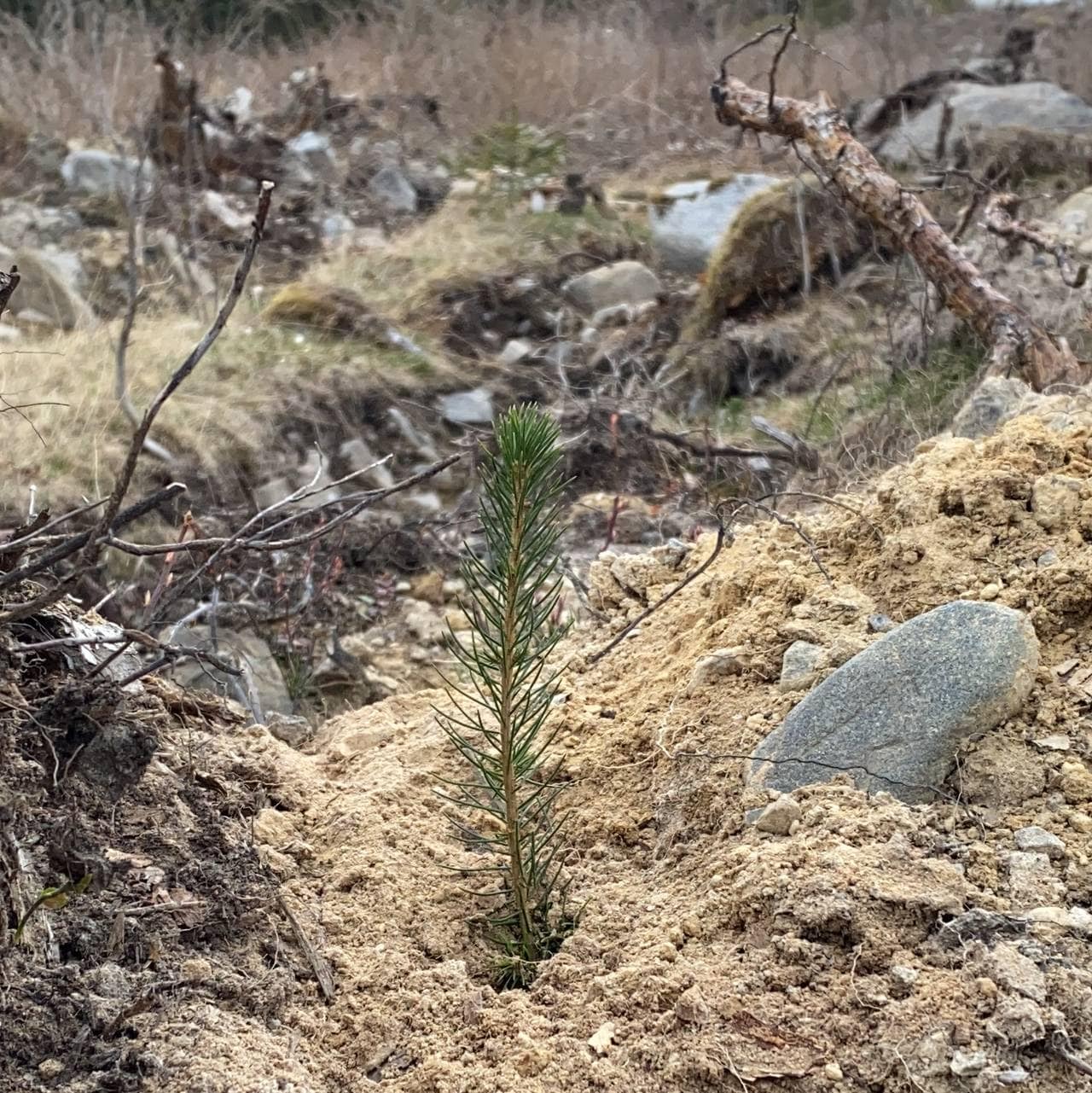 Nyplantet gran skal vokse seg stor og bli skog.