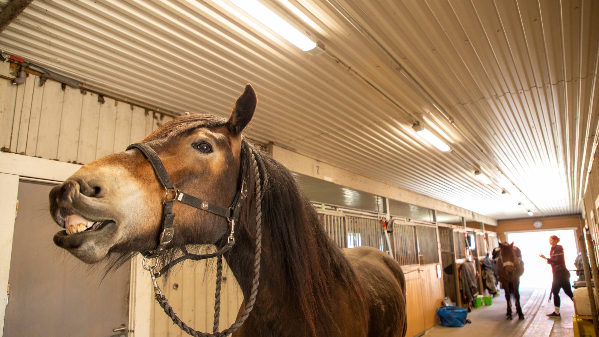 En hest i et rom (Bildebeskrivelsen er laget av en KI-tjeneste)