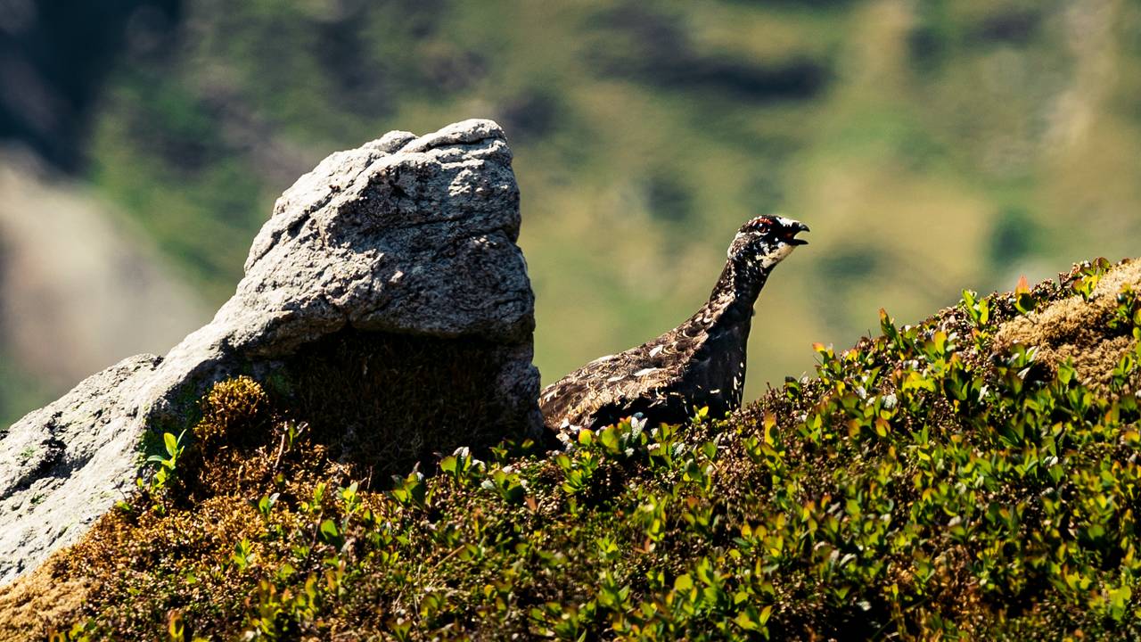 Fjellrype i Lofotodden Nasjonalpark