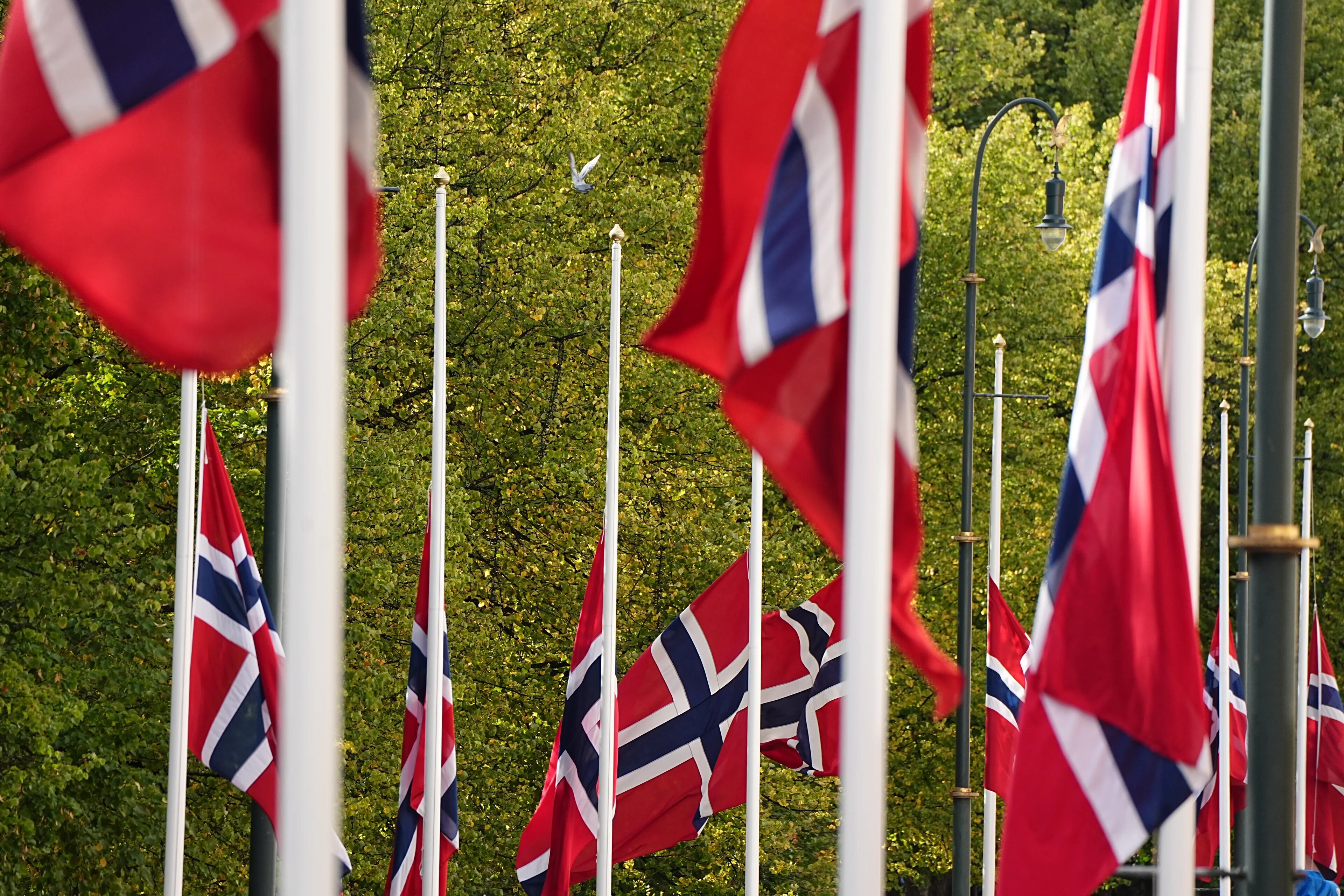 Norske flagg på halv stang festet til flaggstenger foran trær. (Bildebeskrivelsen er laget av en KI-tjeneste)