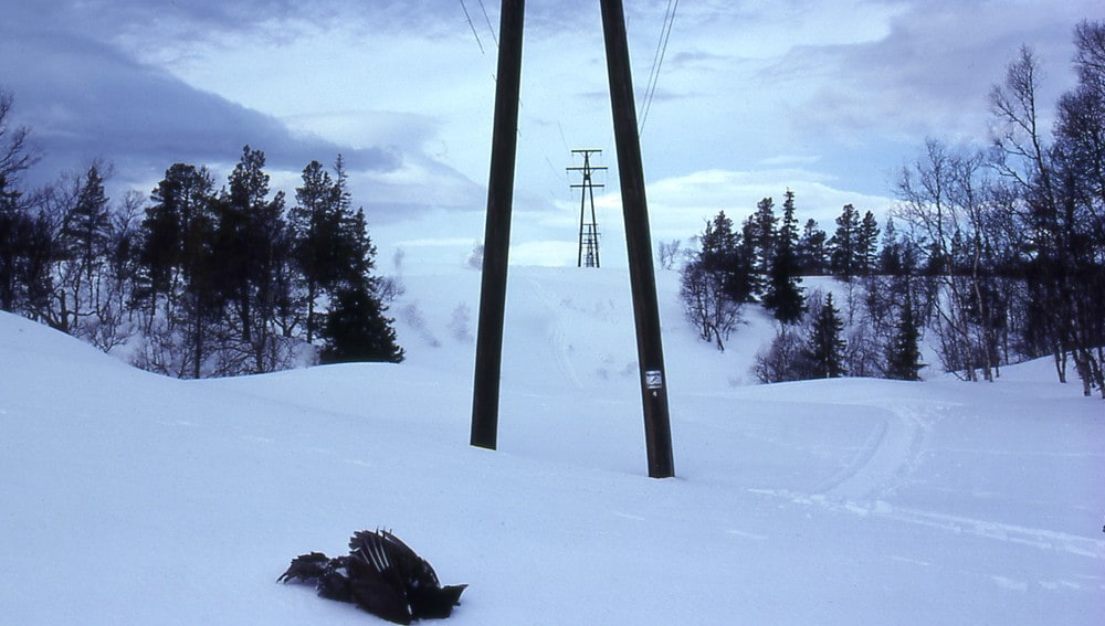 Kollisjonsdrept tiur