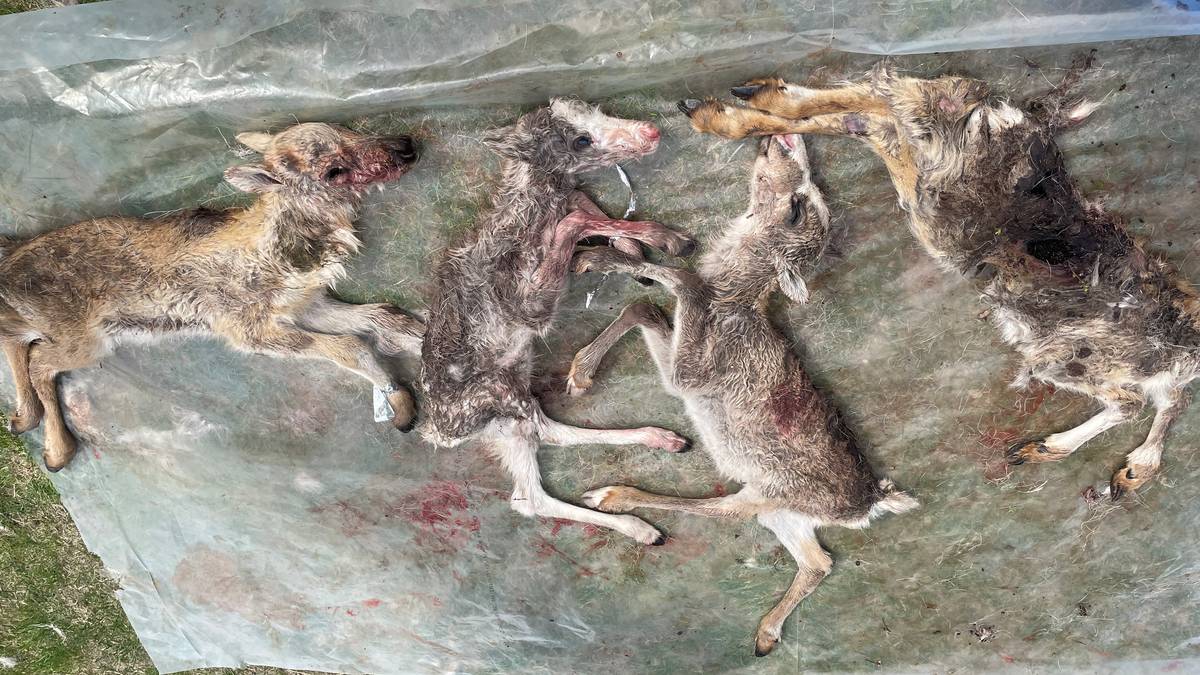 Staten sa nei til å skyte bjørn: – Det ble et blodbad