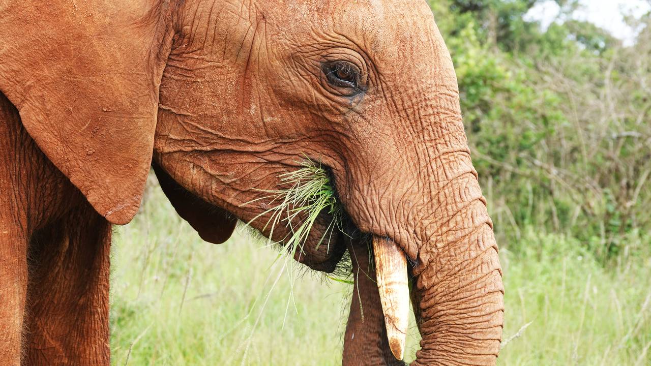 Elefant som spiser