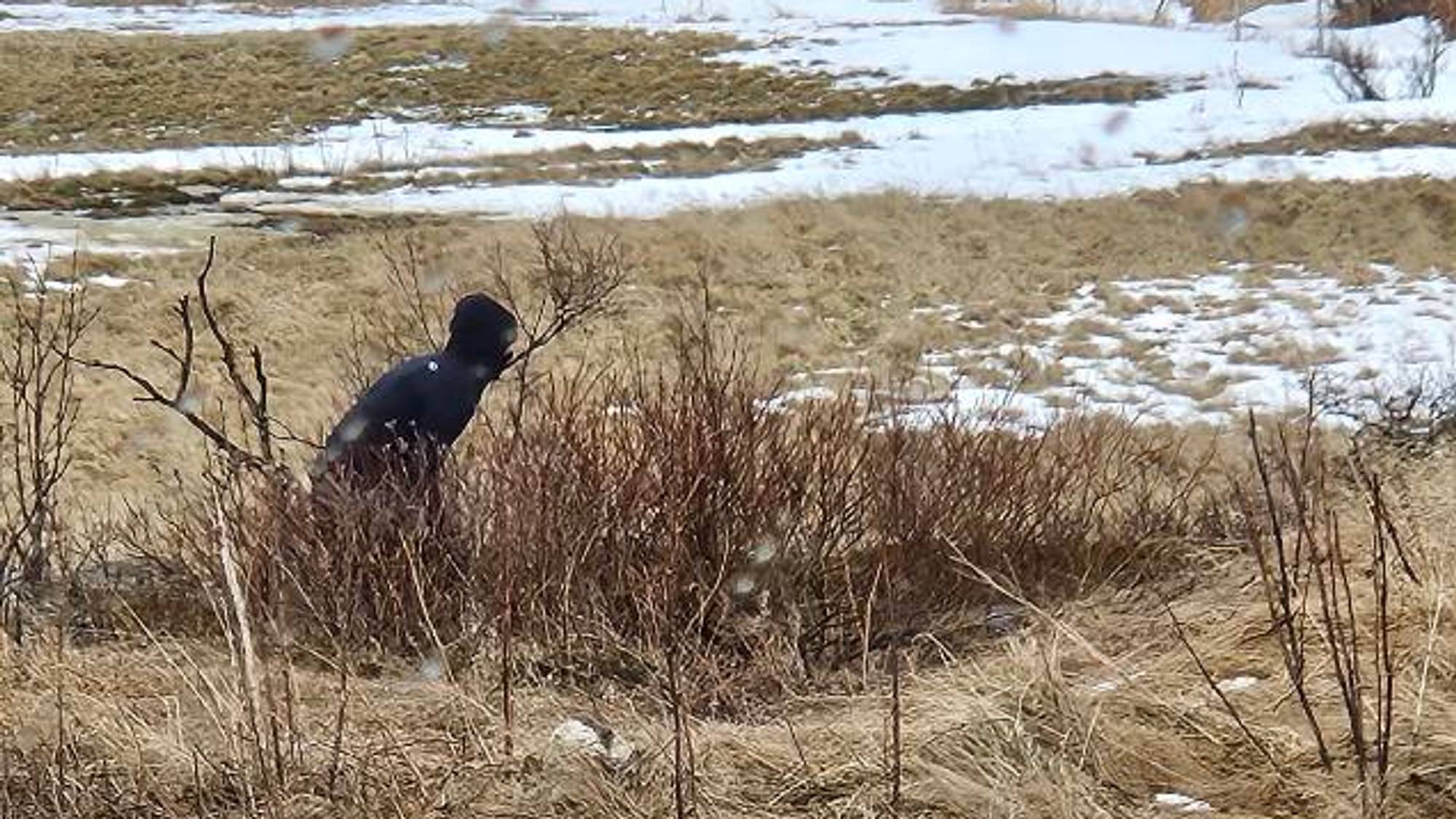 En ansatt i politiet gjemmer seg i krattet i Vadsø