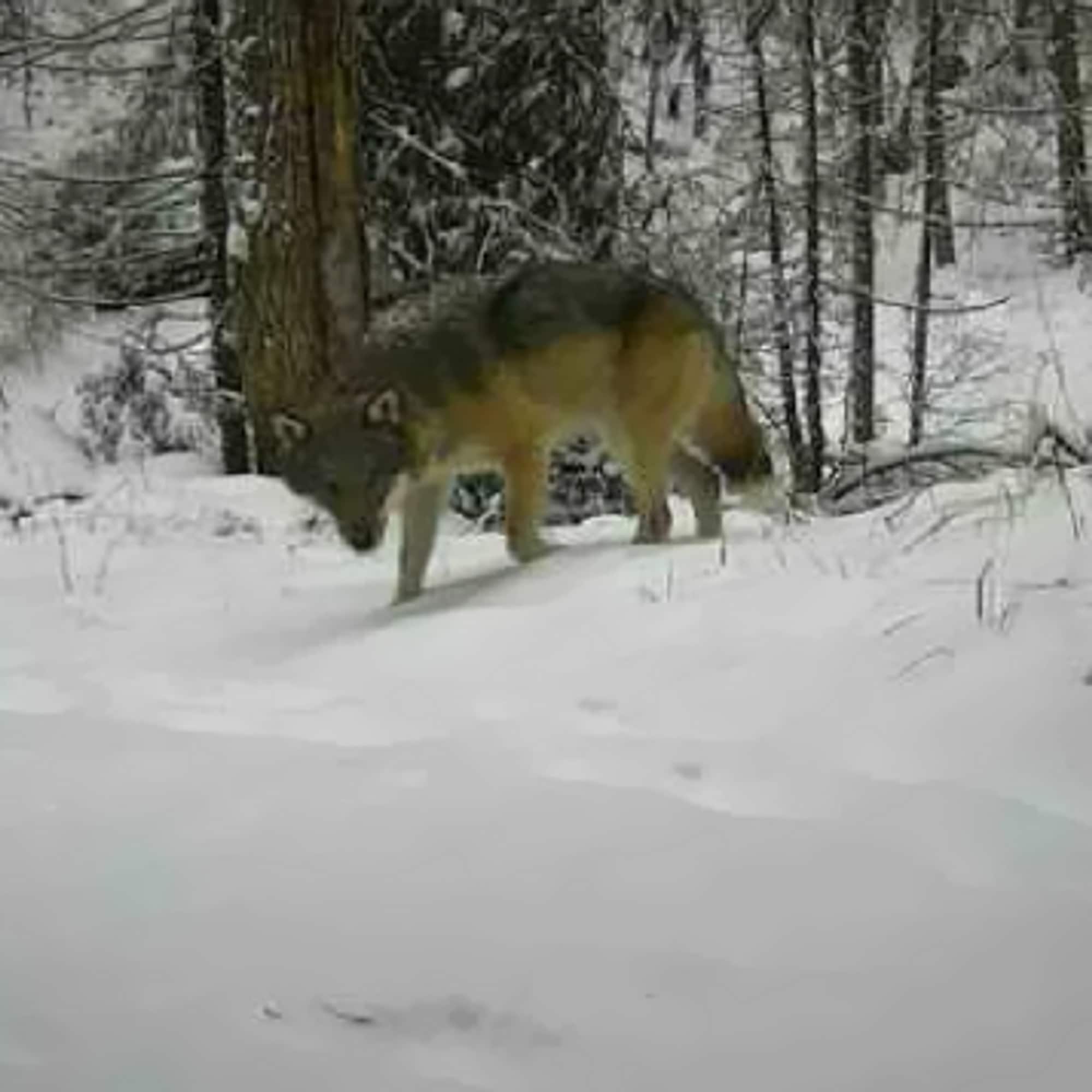 Bildet viser en ulvetispe som krysser et spor i skogen i Eidskog 6.januar 2025. 