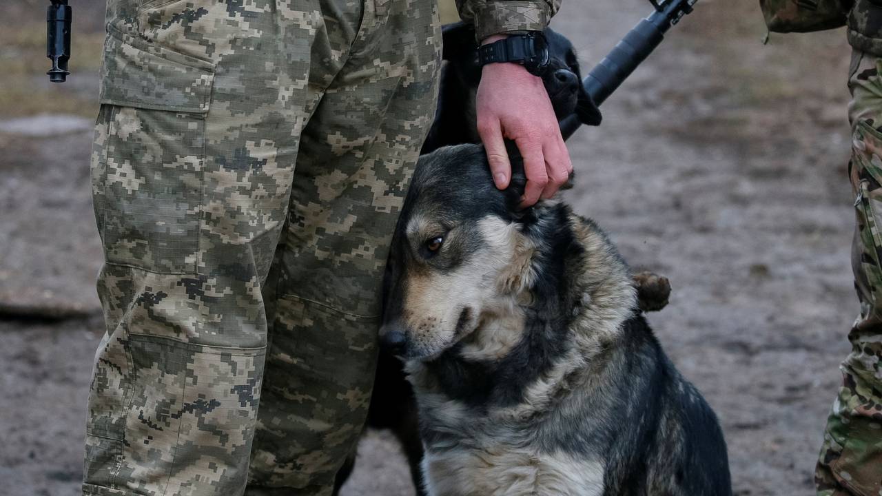 Ukrainsk soldat klapper hund.