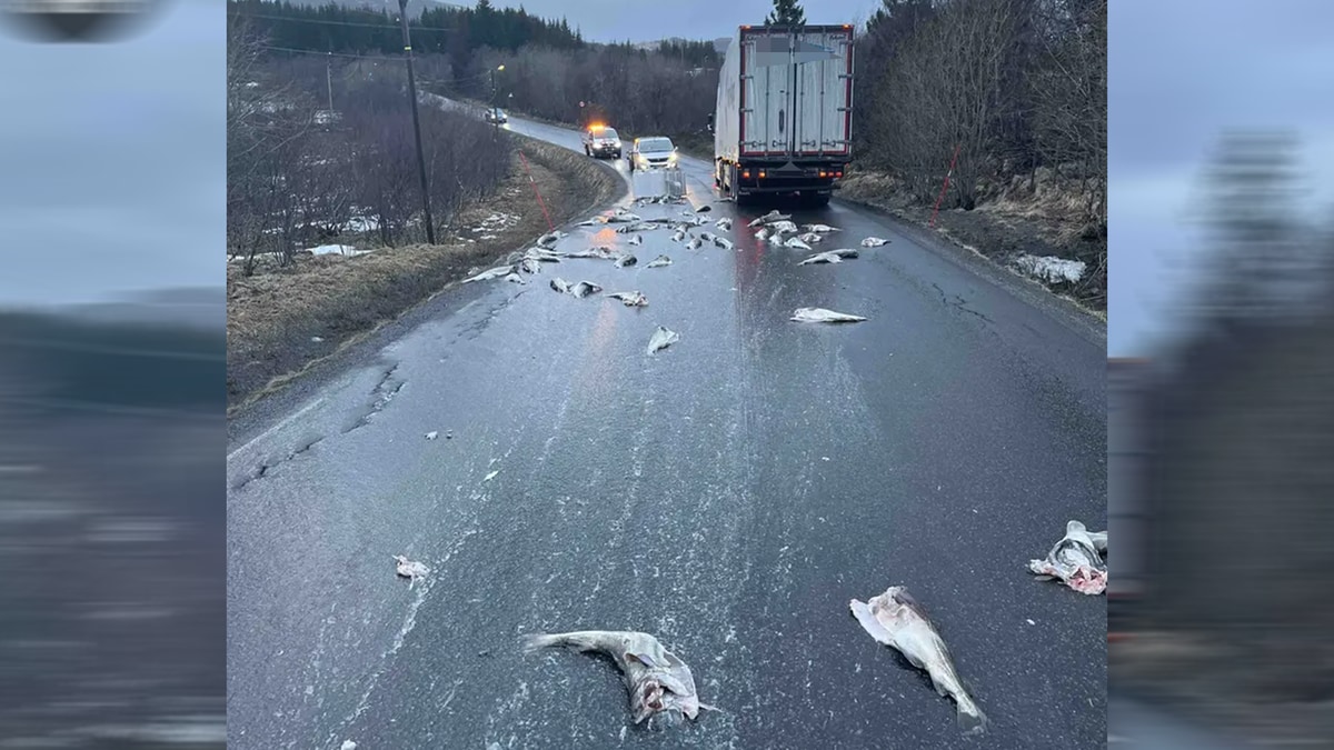 Trailer i Lofoten mistet fisk i fart - traff motgående kjøretøy