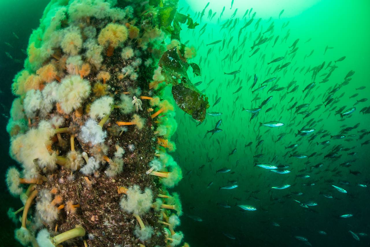 Pilarer fulle av sjøanemoner, sukkertyare og andre dyr Førdefjorden