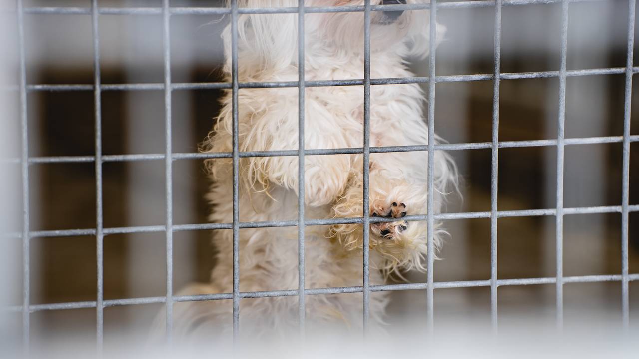 Ukrainian pets in quarantine MMR
