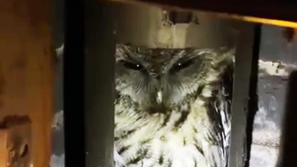 Ante ugler i mosen da de h&oslash;rte&nbsp;&laquo;u-hu&raquo; fra pipa