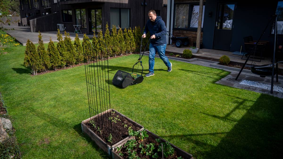 Perfekt plen: – Klipp kort og ofte