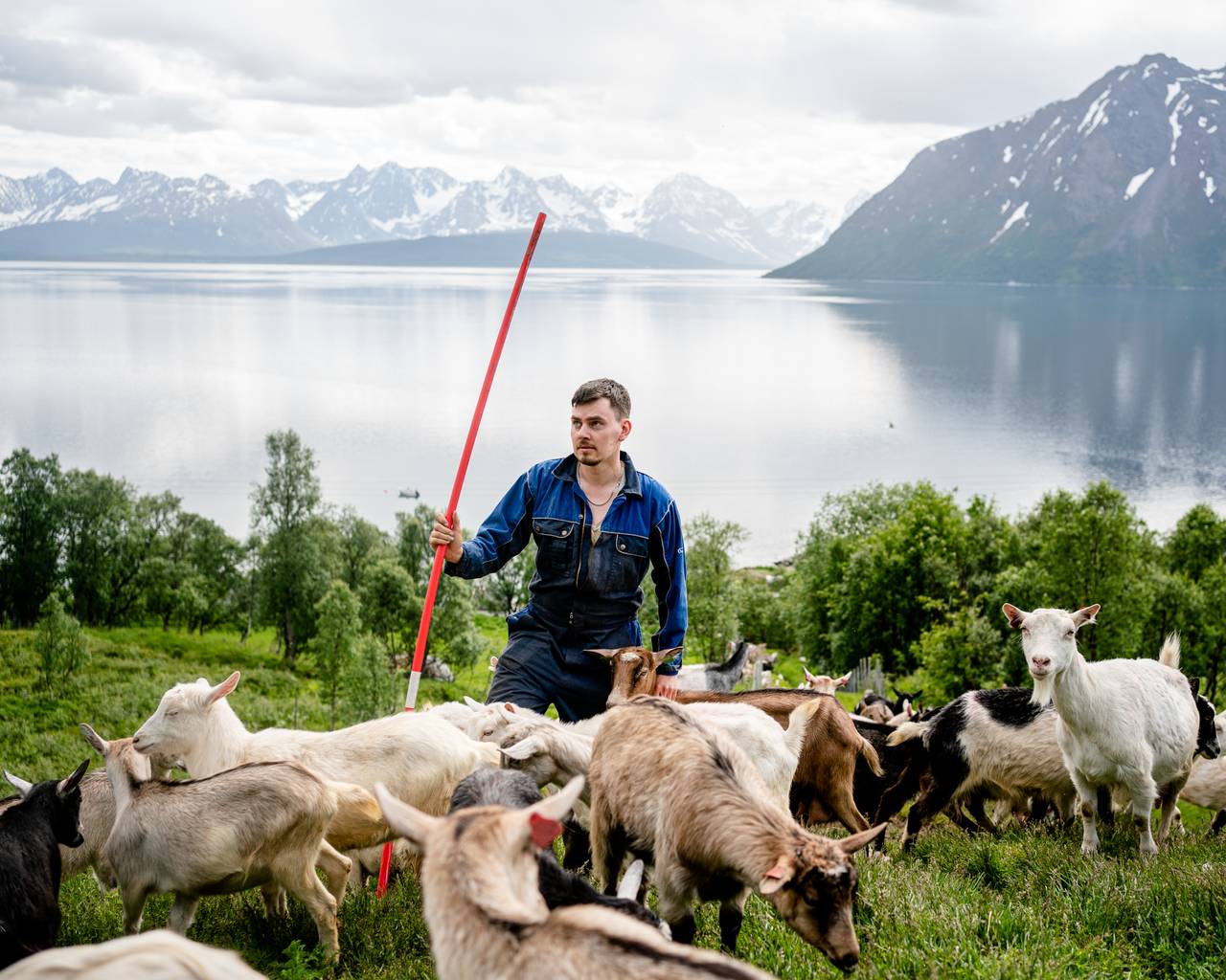 Christian står med store deler av geiteflokken med vann og fjell i bakgrunnen.