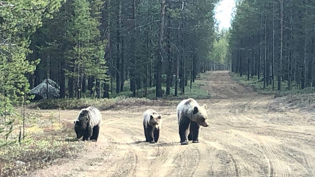 Медведи в Мурманской области