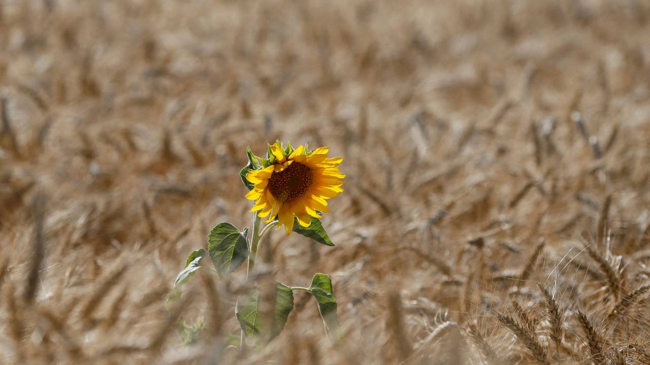 FILE PHOTO: FILE PHOTO: Sunflower is seen on wheat field in Kiev region