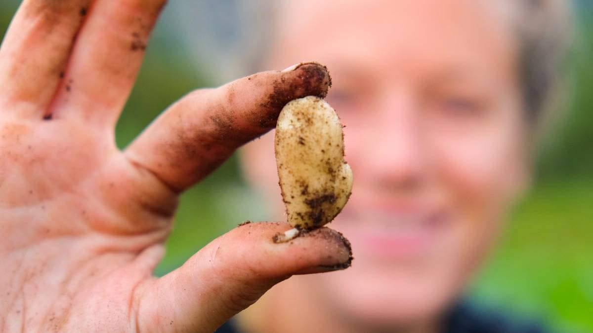 Potato seed shortage – significant increase in the number of potato farmers in Norway – NRK Nordland