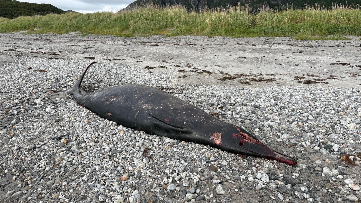 Sjelden hval funnet på Dønna: Skal undersøkes for plast og kjemikalier