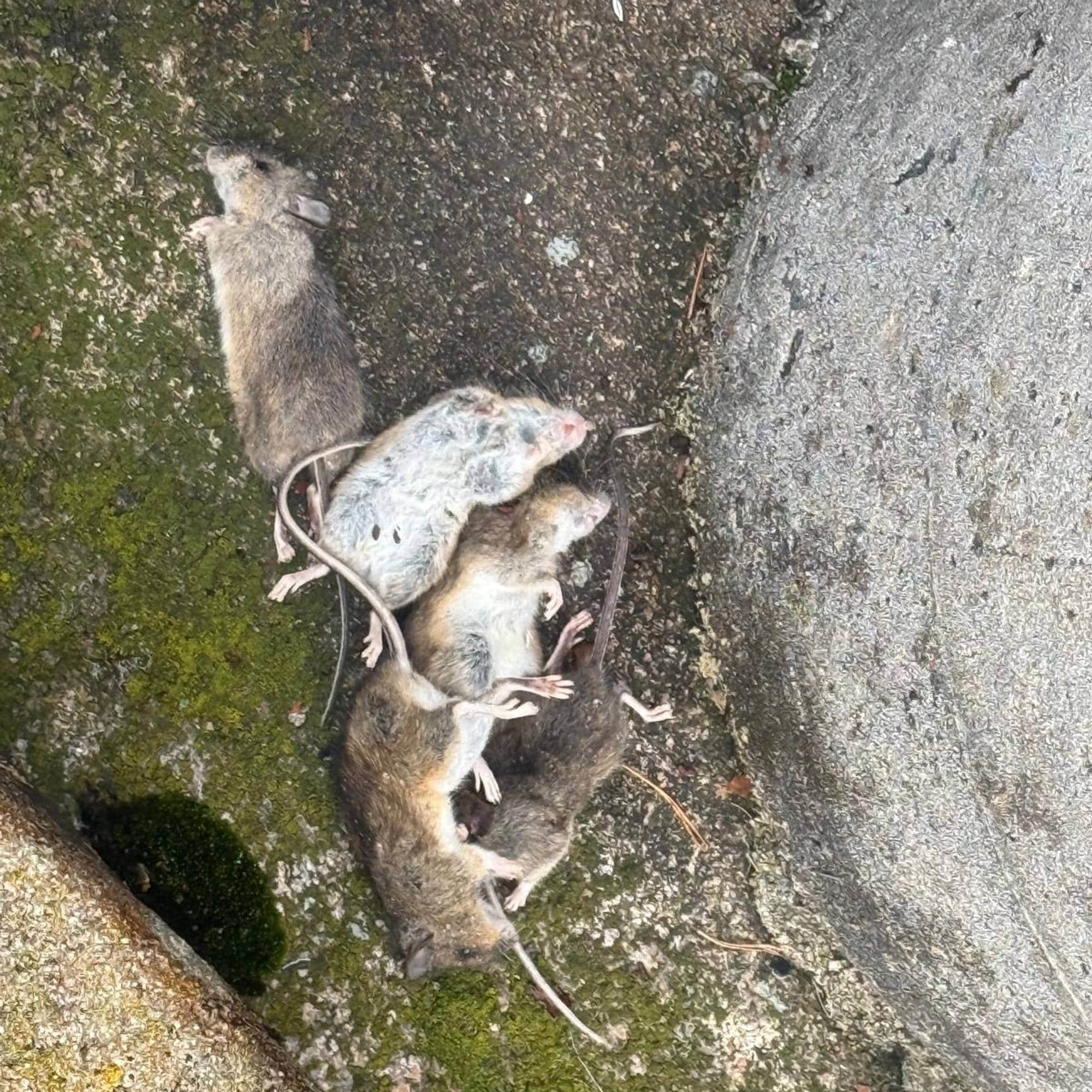 Flere døde rotter ligger på bakken