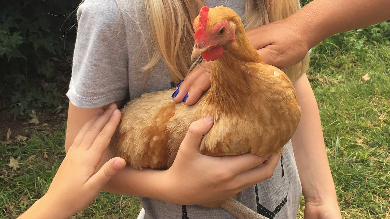 Hen as a pet