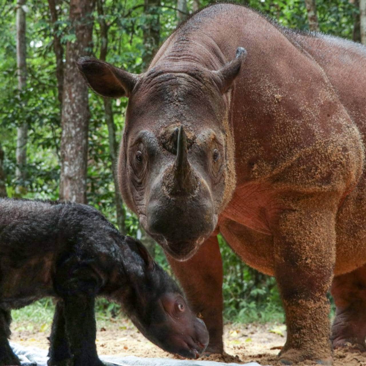 Nyfødt Sumatra-nesehorn gir håp for arten