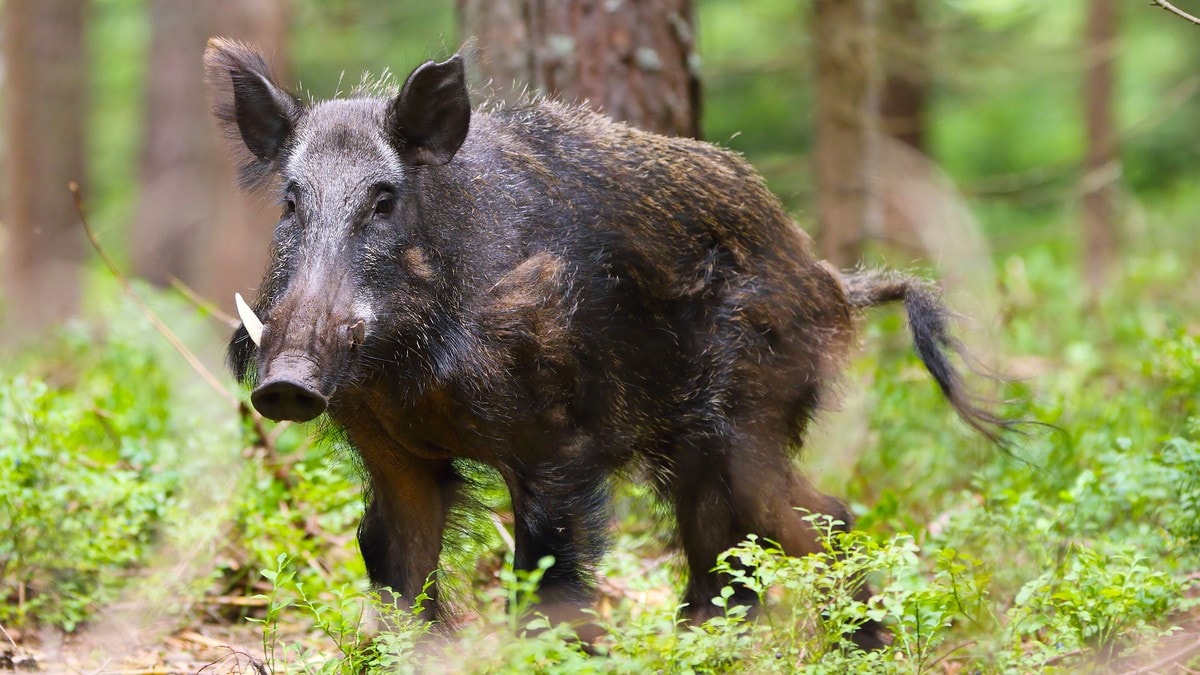 Rekordmange villsvin felt i Norge: – Viktig for norsk fauna