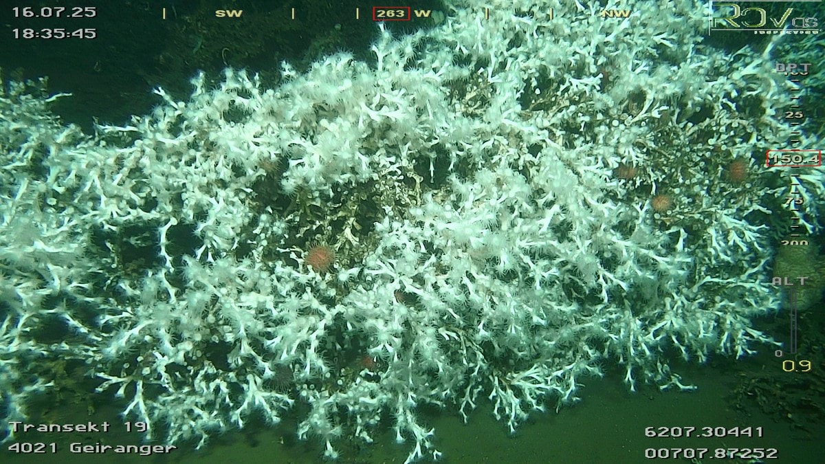 Oppdaga stort korallrev i Geirangerfjorden