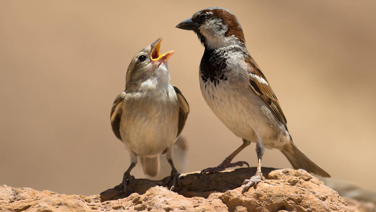 Vinner pris for forskning på gråspurv og elg