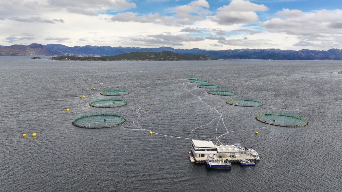 Grieg Seafood taper på varmere sjø: Lavere laksevekst i Rogaland