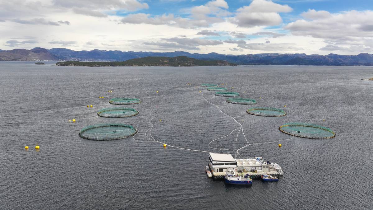 Taper store summer på grunn av varmere sjø: – Utenom normalen