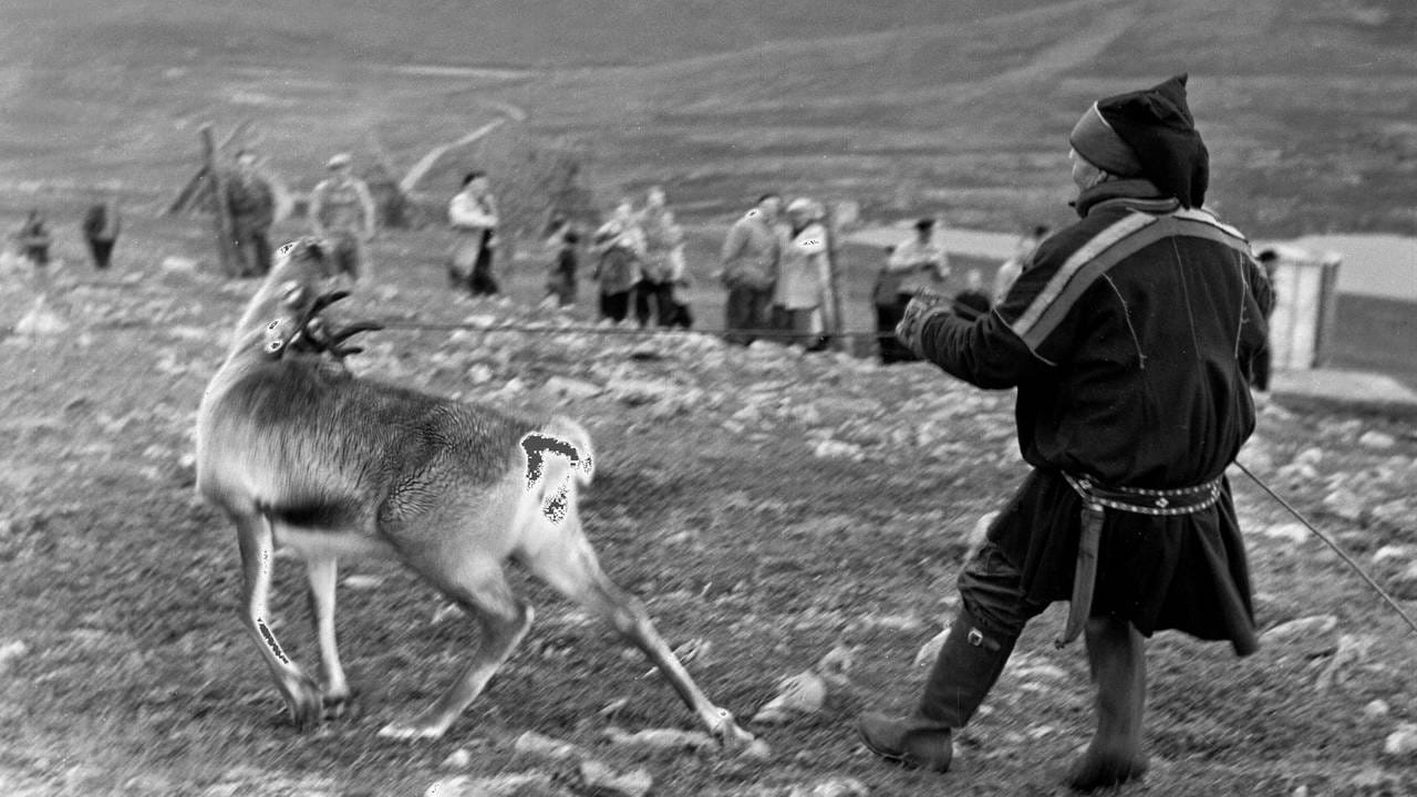 Finnmark 19520410. Transport av 300 reinsdyr fra Kjøllefjord i Finnmark til Grønland er et eksperiment for å gi Grønland et mer variert næringsgrunnlag. Forsøksstasjonen skal være ved Godthåb på sørvestkysten av Grønland. Reinsdyra ble fraktet med den danske båten