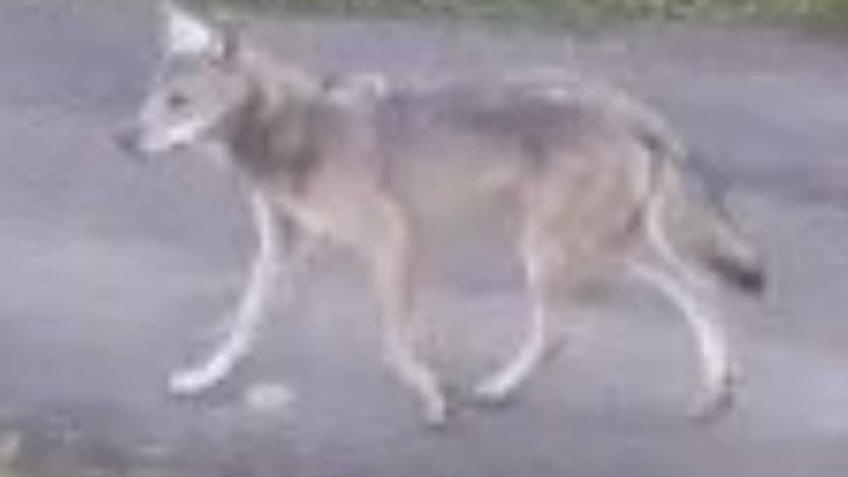 Nå er ulven identifisert: Har tatt 100 sauer i år