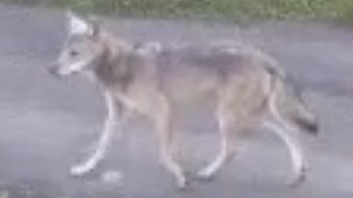 Dalane-ulven har truleg drepe 100 sauer i Innlandet