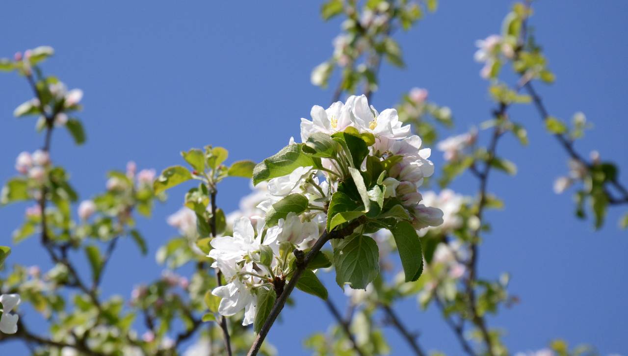Epleblomstring