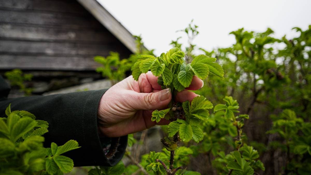 Ugress og ville planter kan hjelpe oss i en krisetid