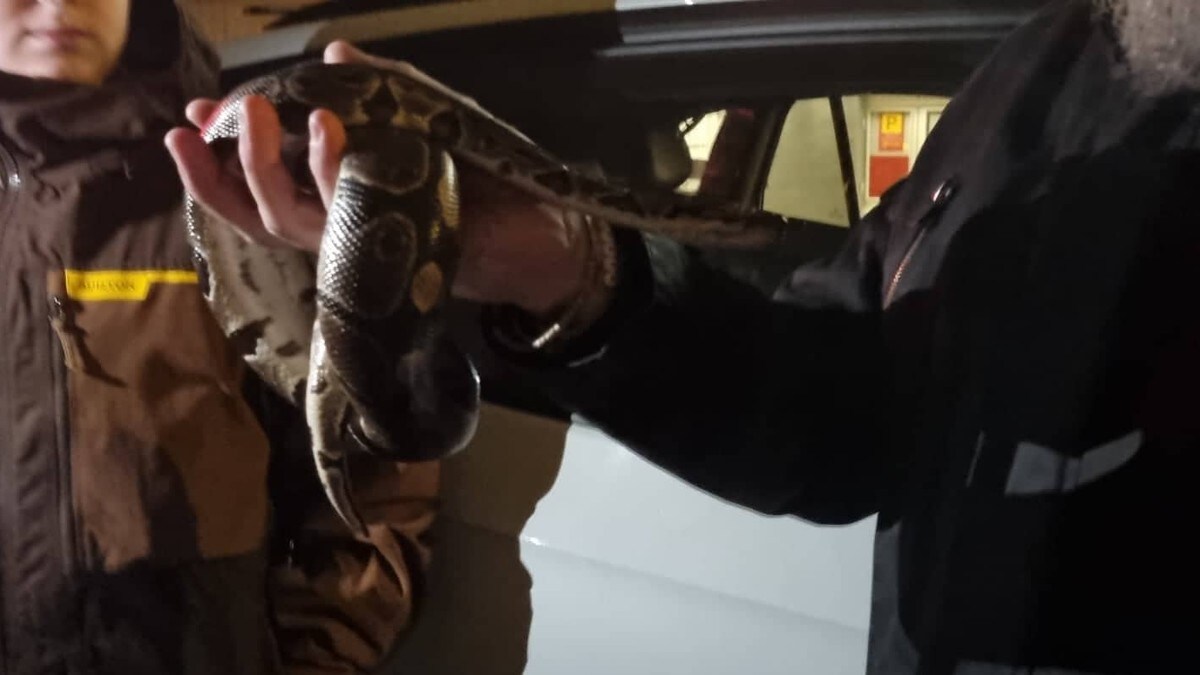 Gløymte slangen sin i drosje i Bergen – sjåfør fann slangen ei veke seinare