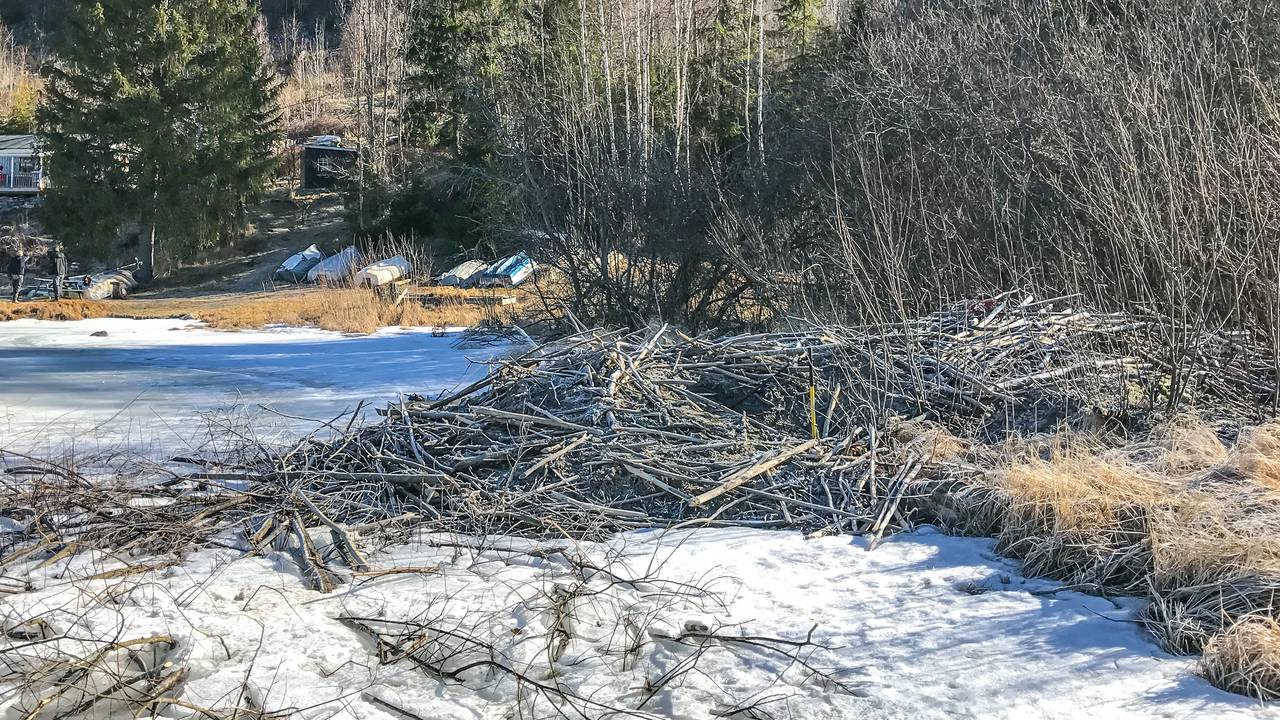 Beverhytte ved vann i Telemark