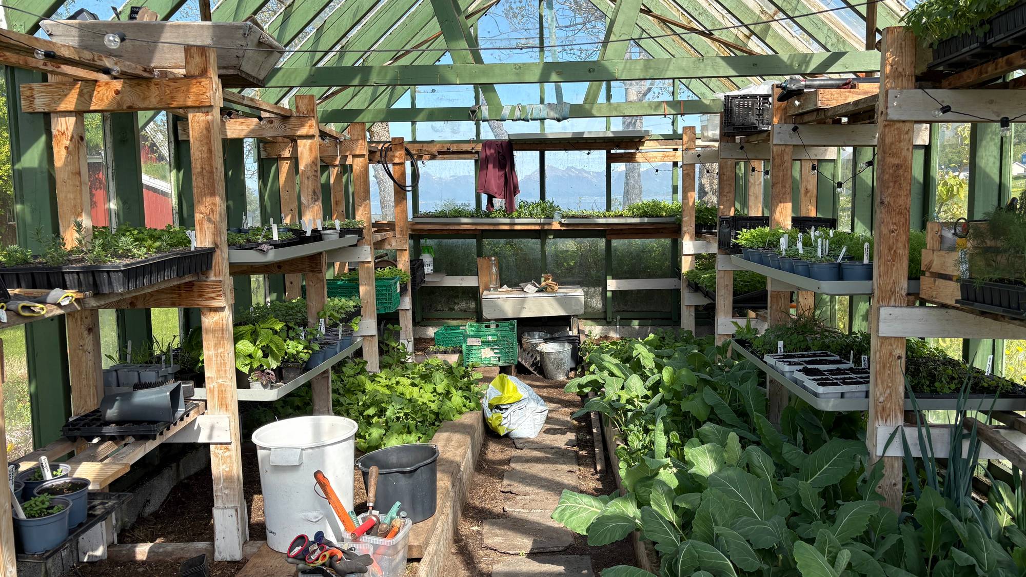 Innvendig i et grønt drivhus står det planter på hyller og på bakken. I forgrunnen er det store grønne planter. Til venstre står det flere hvite og grå bøtter, og hageverktøy. Taket og veggene i drivhuset er av glass og grønne trekonstruksjoner. (Bildebeskrivelsen er laget av en KI-tjeneste)