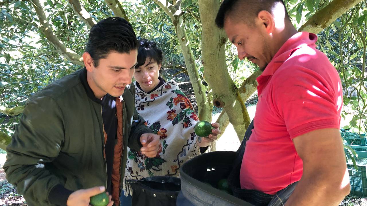 Lucilla and Edgar inspect today's harvest from an avocado picker.