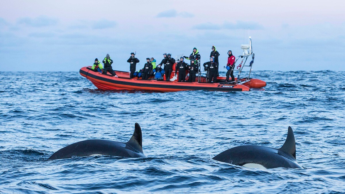 Vil Ha Regler For Hvalsafari – NRK Nordland – Lokale Nyheter, TV Og Radio