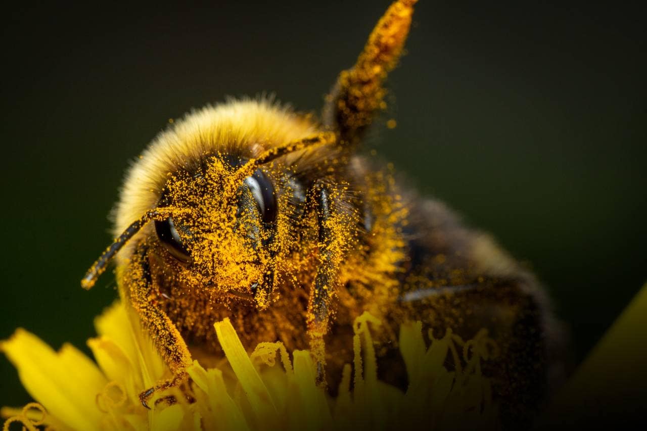 Humla har hår omtrent over hele kroppen. Den er dekt av små pollenkorn. Den bader i pollen. Du ser de lange dråpeformede fasettøynene titter rett mot deg. 